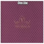 Citus Lilac